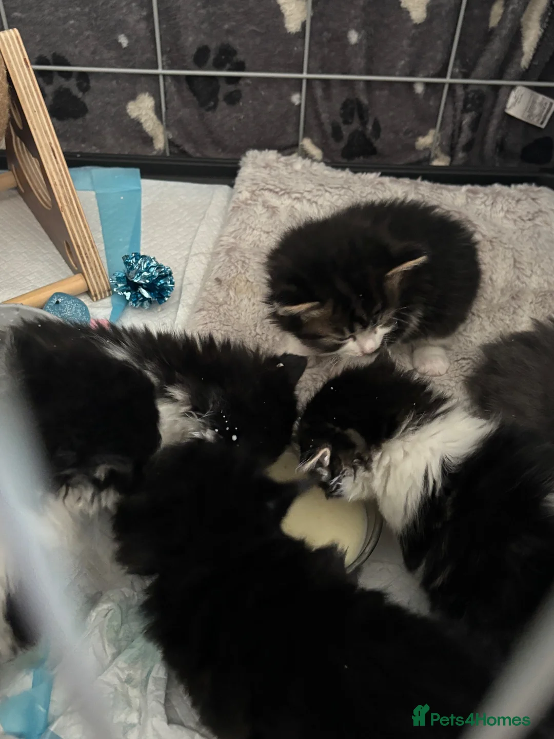 Mixed Breed cats for sale: Cute Fluffy Kittens - Advert 2