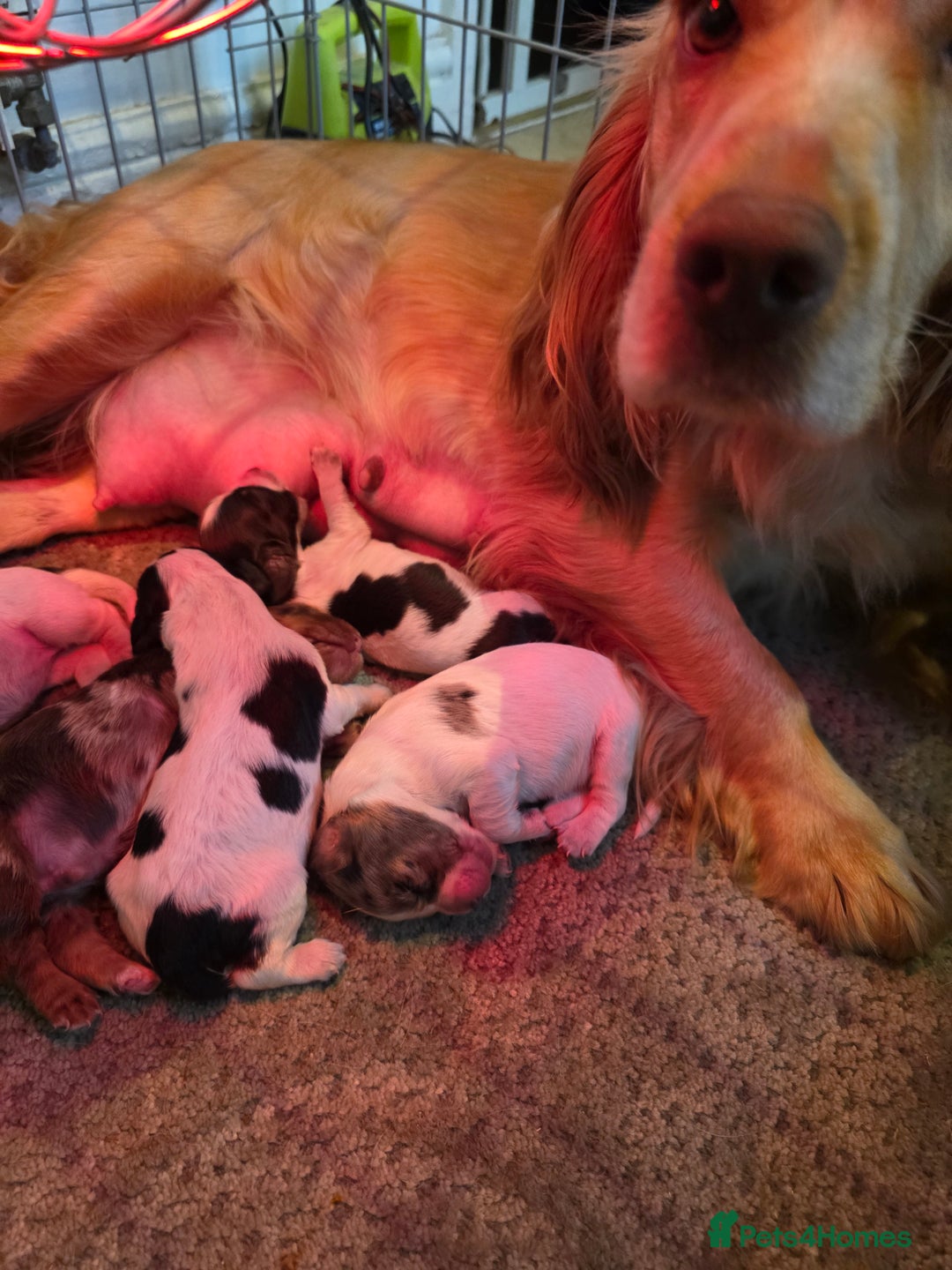 Cocker Spaniel dogs for sale: Kc registered mixed litter - Image 3