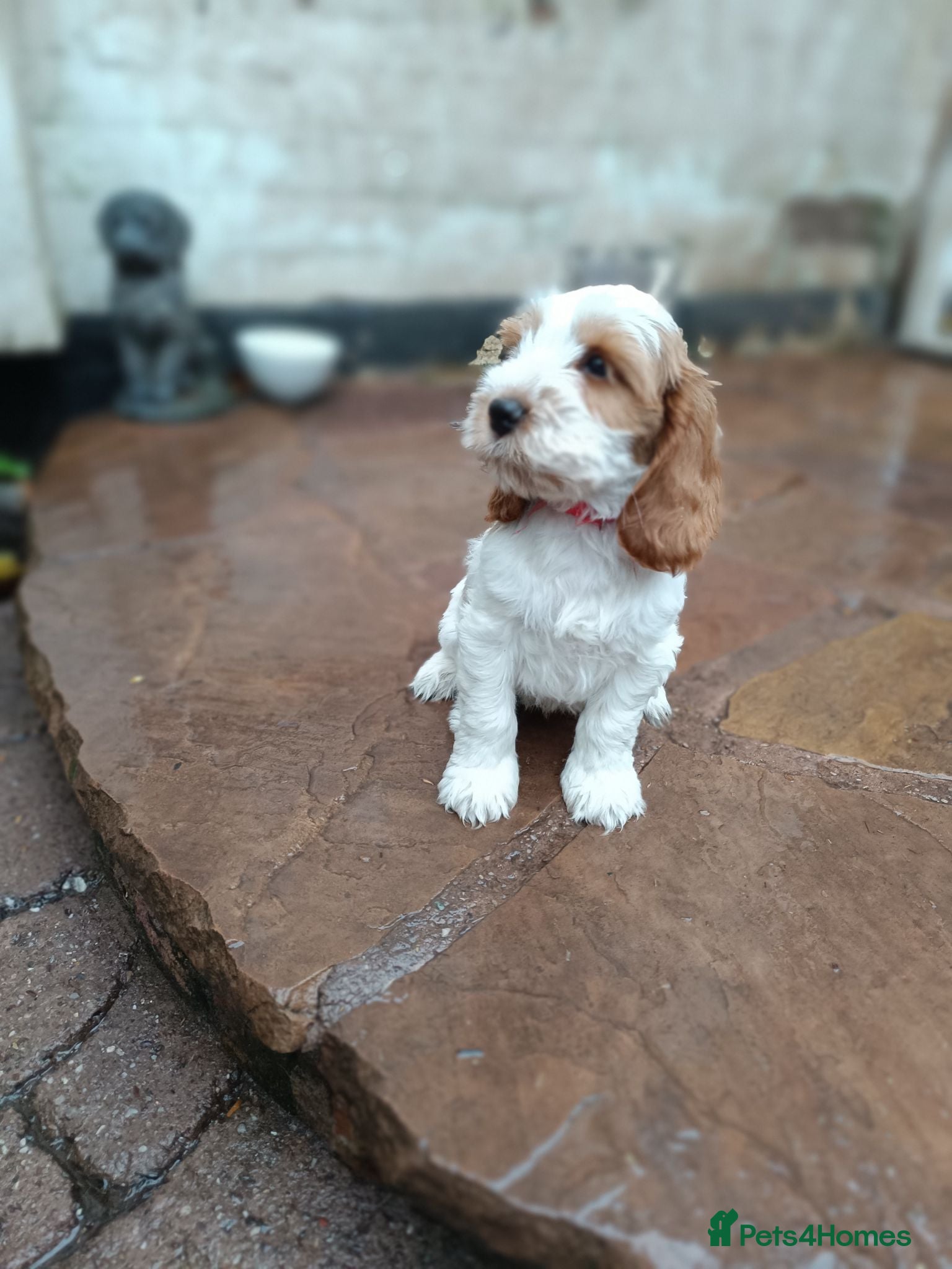 Cockapoo dogs Cockapoo Puppies available from Today - Advert 2