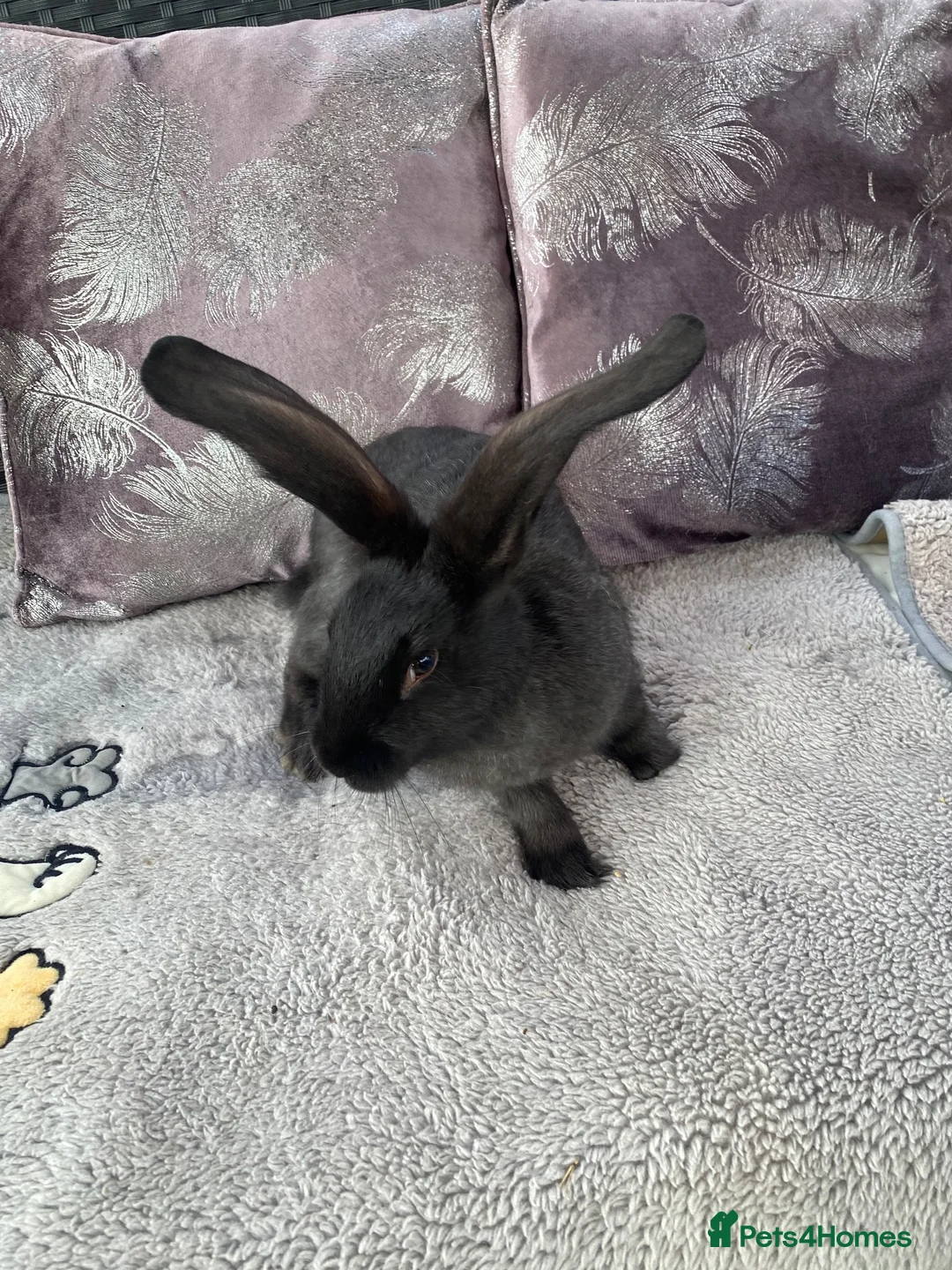 Continental Giant rabbits for sale: Continental Giants  - Advert 2