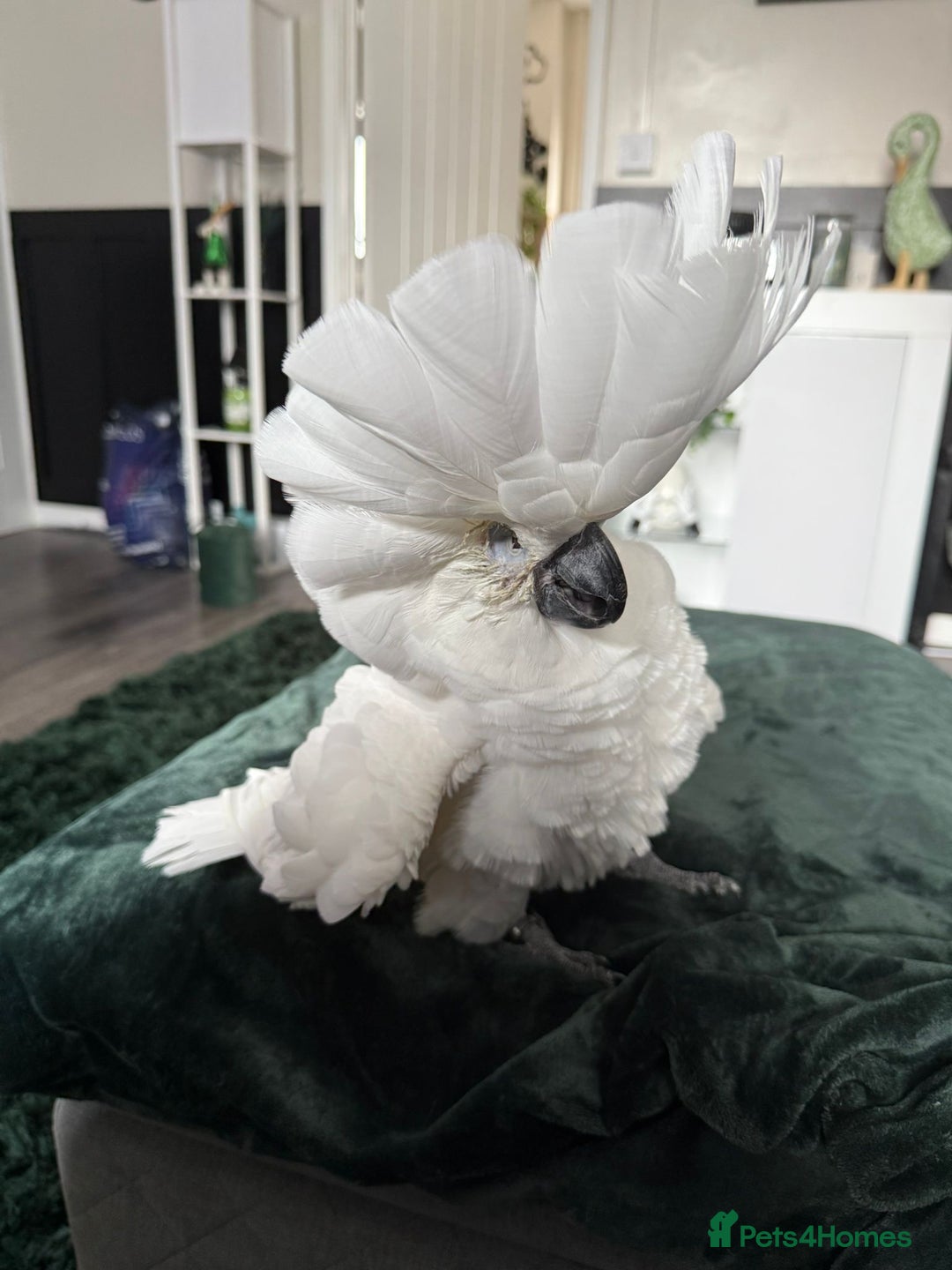 Cockatoo birds for sale: Umbrella Cockatoo  - Image 3