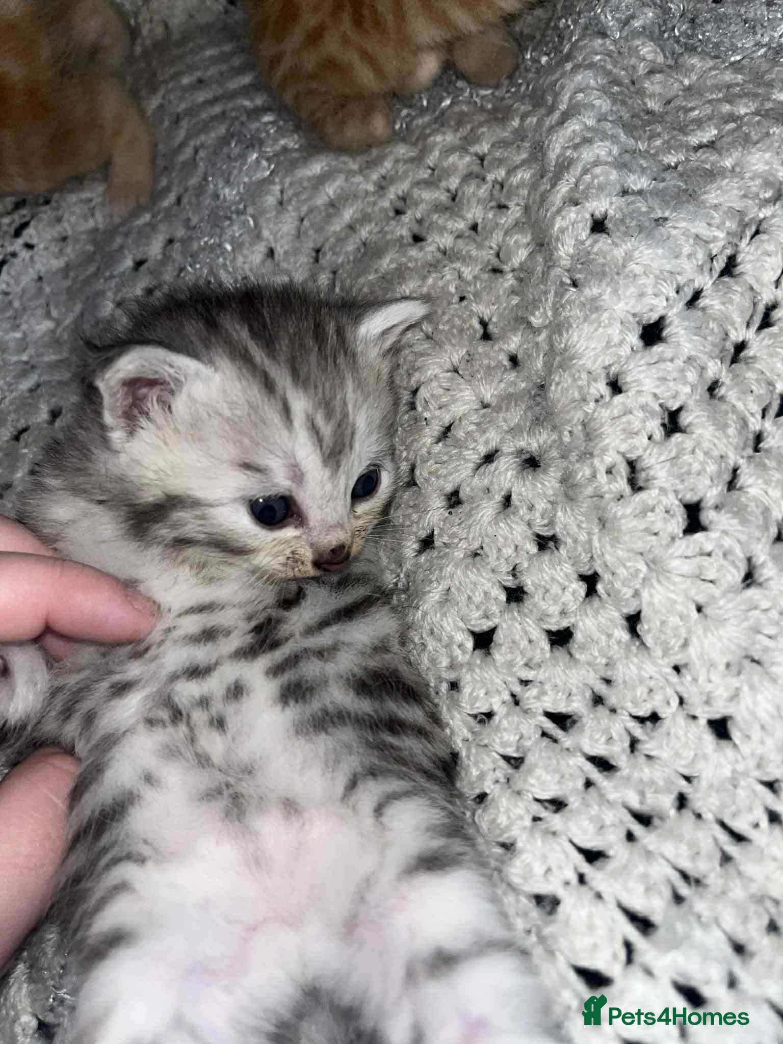 Mixed Breed cats Beautiful bengal cross kittens - Advert 1