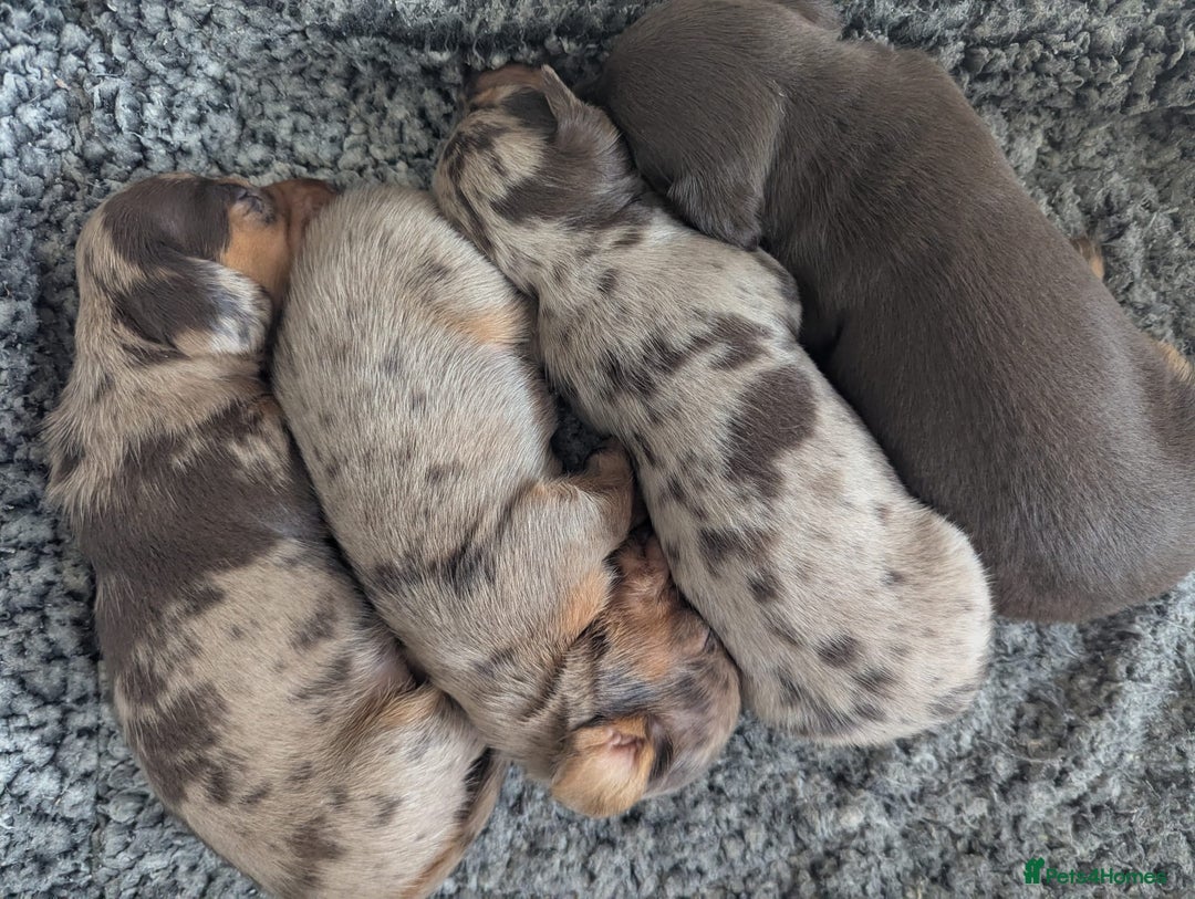 Miniature Dachshund dogs for stud: KC reg Mini Chocolate & tan STUD,Proven,PRA clear - Image 13