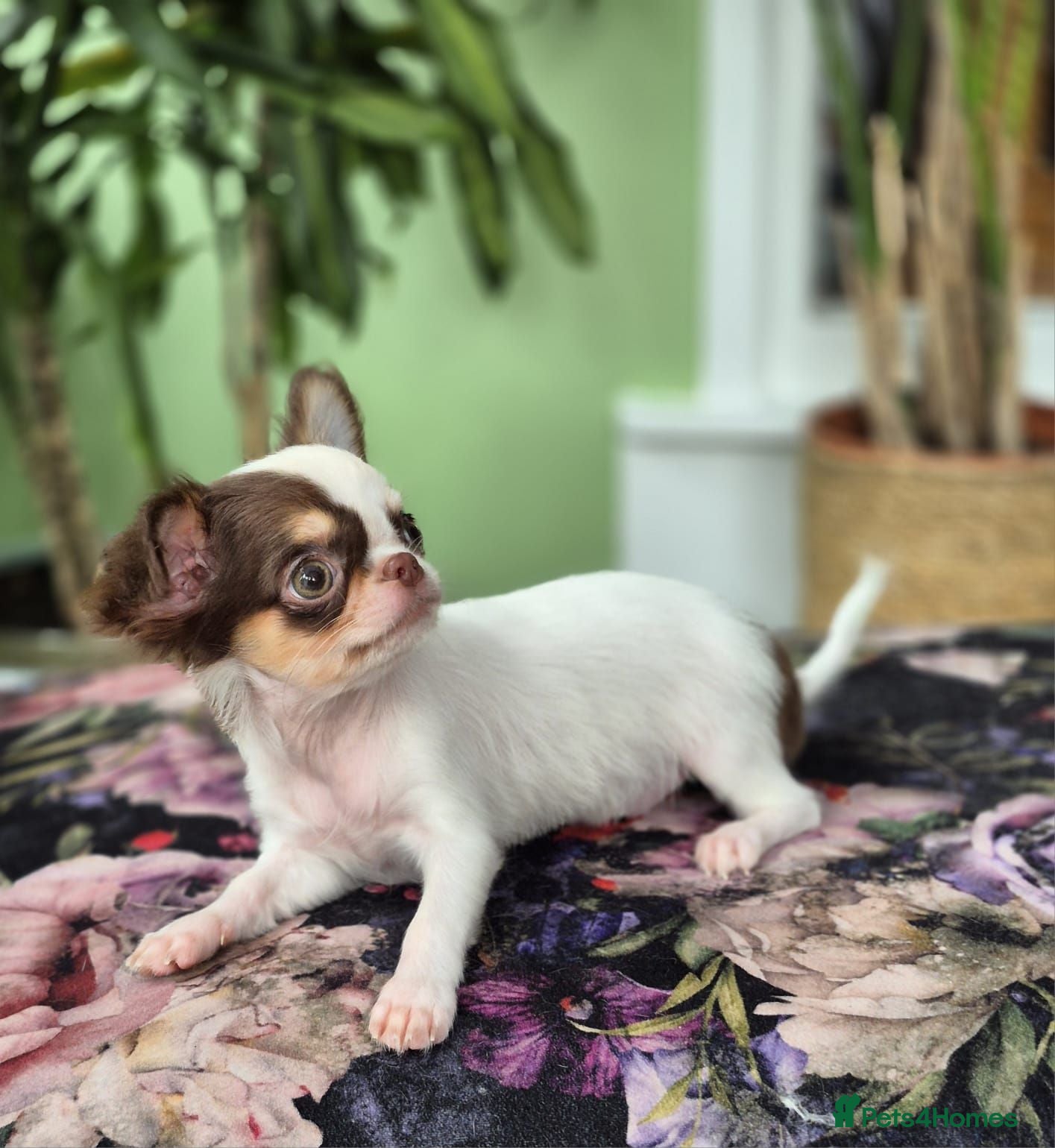 Chihuahua dogs Amazing Small Longcoat Apple head Chihuahua Puppy  - Advert 2