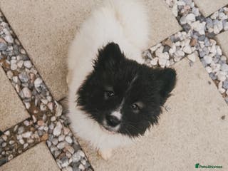 Akita dogs Quality Family Raised American Akita Puppies - Advert 9