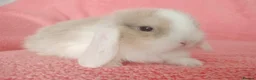 Mini Lop rabbits for sale: Baby mini lops for sale  - Advert 3