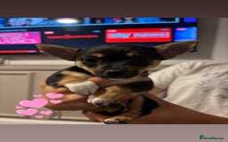Mixed Breed dogs for sale: 2 beautiful jack russel x Chihuahua - Image 2