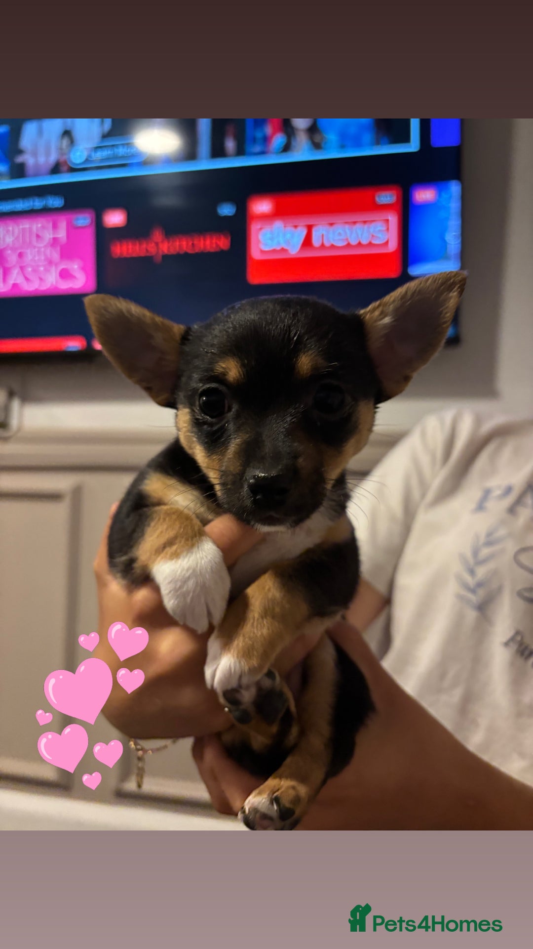 Mixed Breed dogs for sale: 2 beautiful jack russel x Chihuahua - Image 2