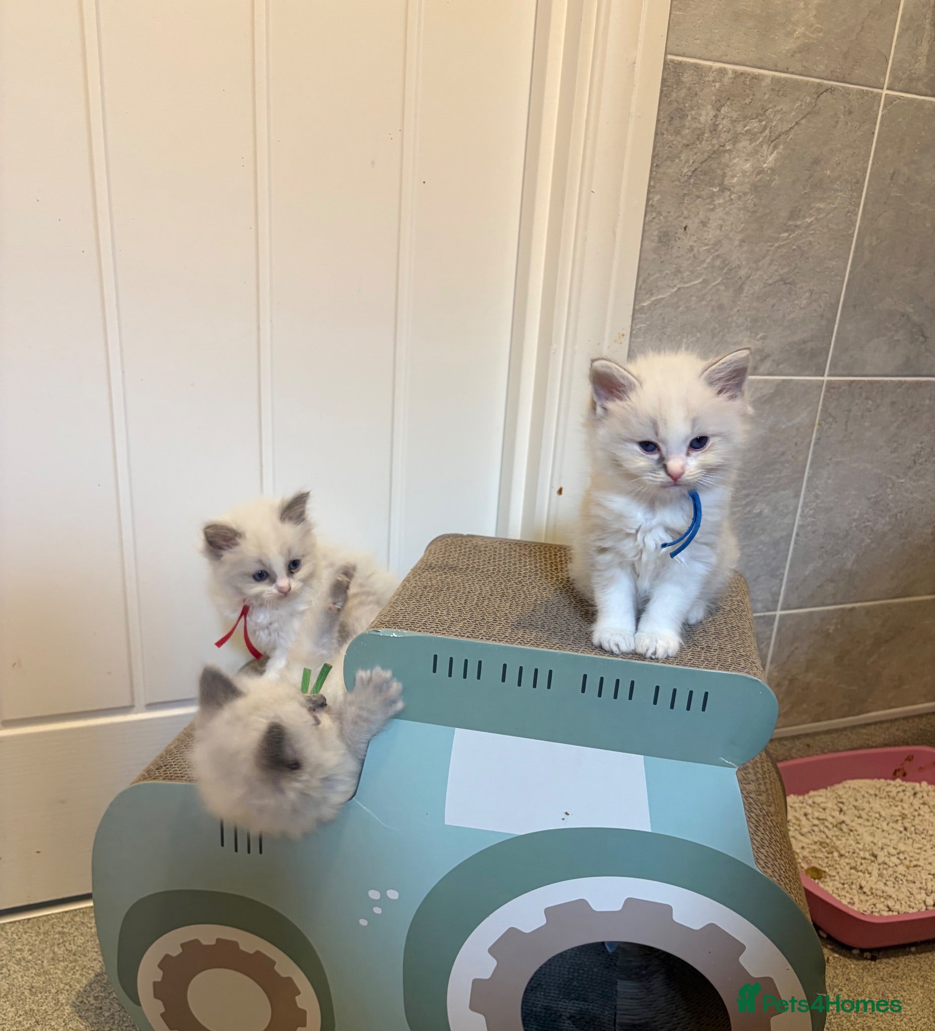 Ragdoll cats Gorgeous Ragdoll Kittens - Advert 1