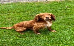 Cocker Spaniel dogs for sale: Fully Health Tested KC Reg cocker spaniel dog  - Image 2