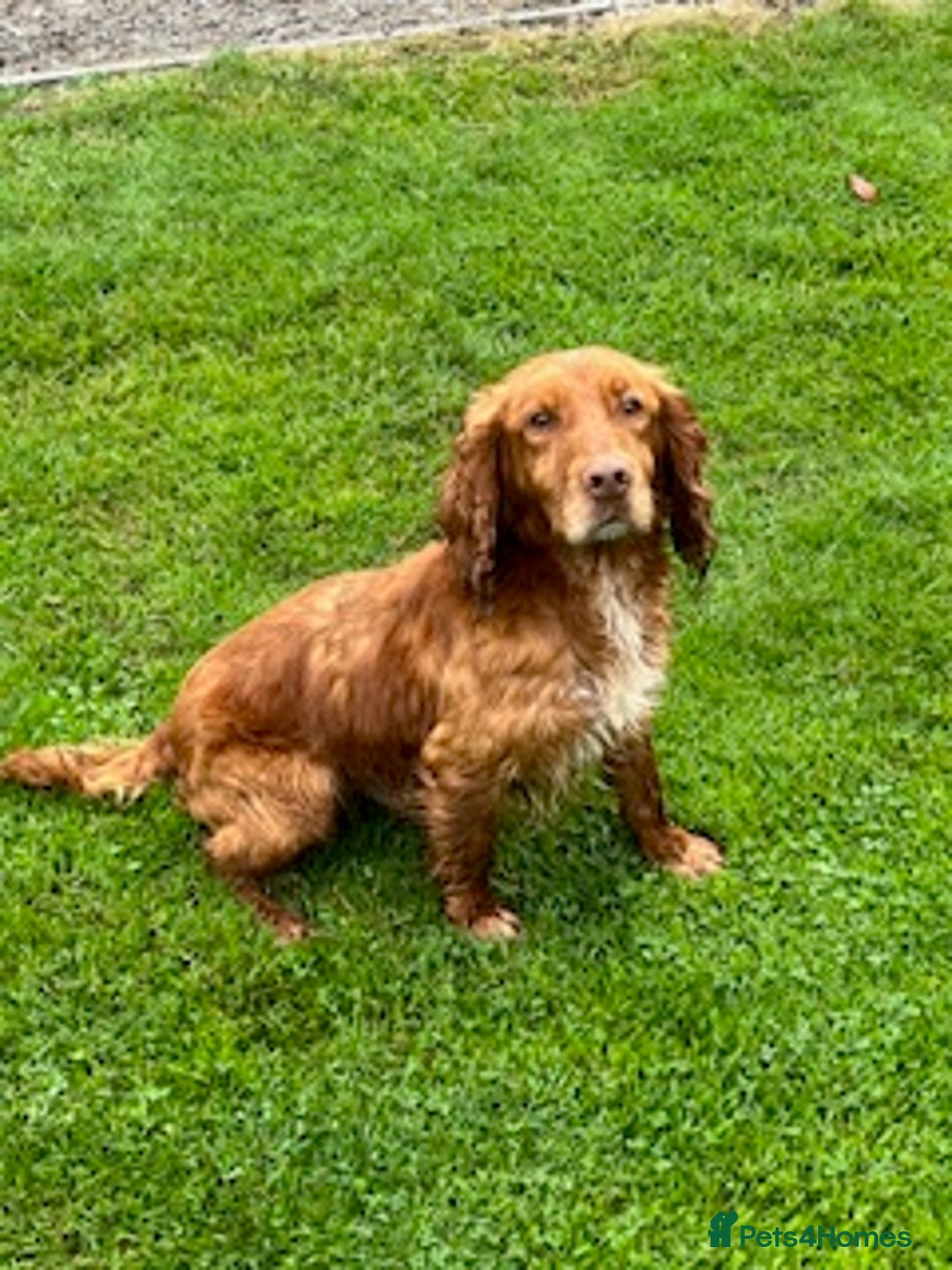 Cocker Spaniel dogs for sale: Fully Health Tested KC Reg cocker spaniel dog  - Image 2