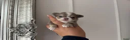 Chihuahua dogs for sale: 🐾🩶 OUTSTANDING litter of EXCEPTIONAL Chihuahuas - Advert 13