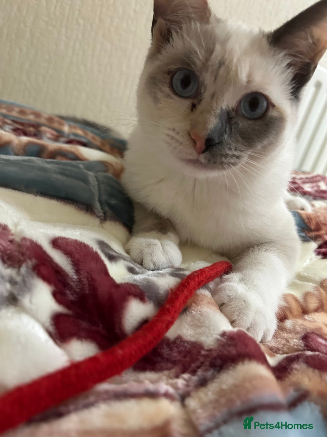 Ragdoll cats for sale: Beautiful, loving and playful girl kitten - Advert 5