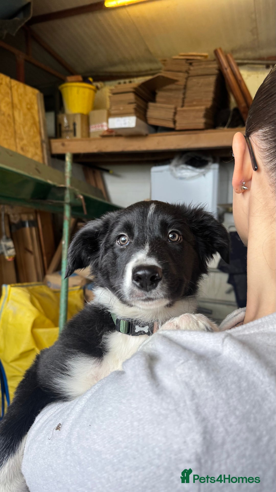 Border Collie dogs for sale: WORKING BORDER COLLIE PUPS - Image 4