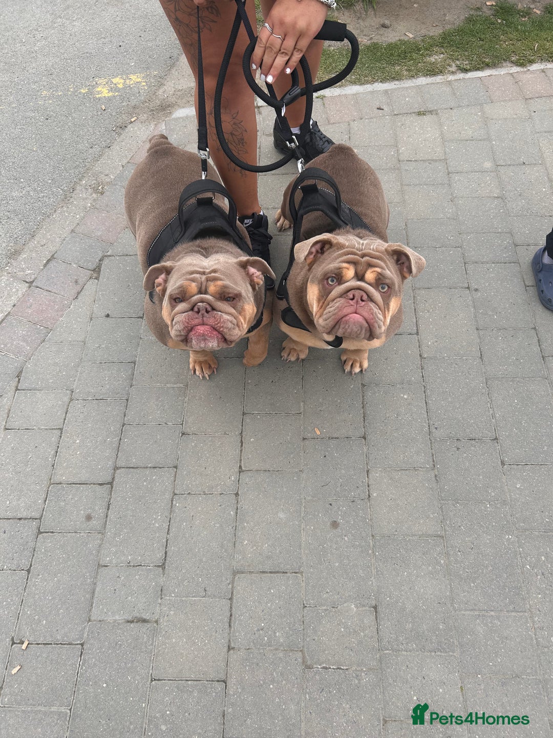 English Bulldog dogs for sale: Outstanding English bulldogs  - Image 28