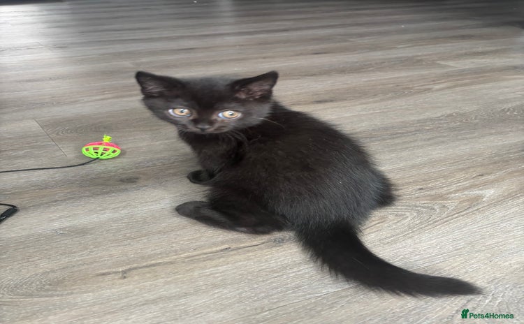 British Shorthair cats - Advert 3