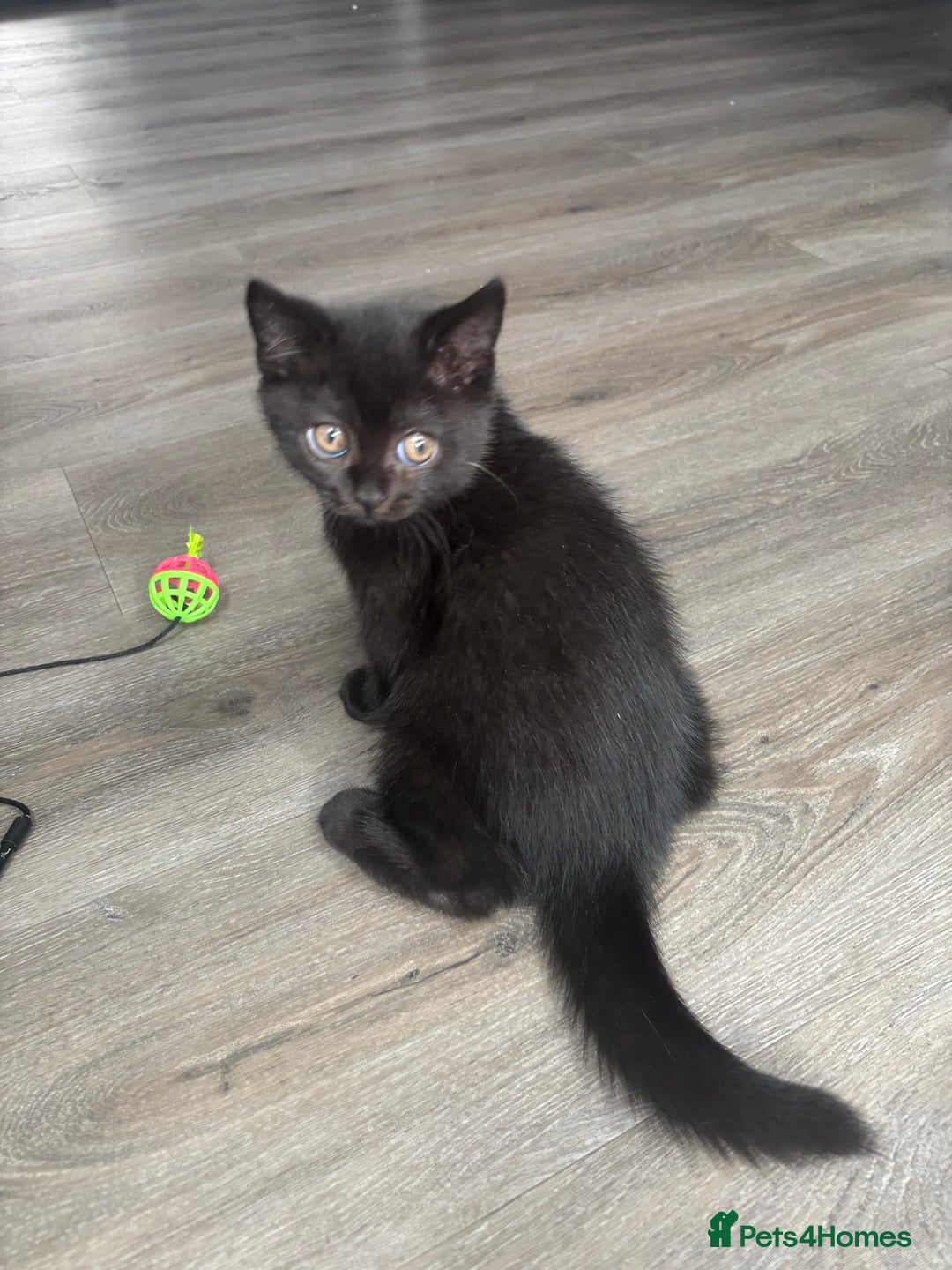 British Shorthair cats for sale: Only 1 rare Black British Shorthair kittens left  - Image 1