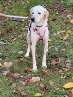 Mixed Breed dogs JONNY - Advert 15