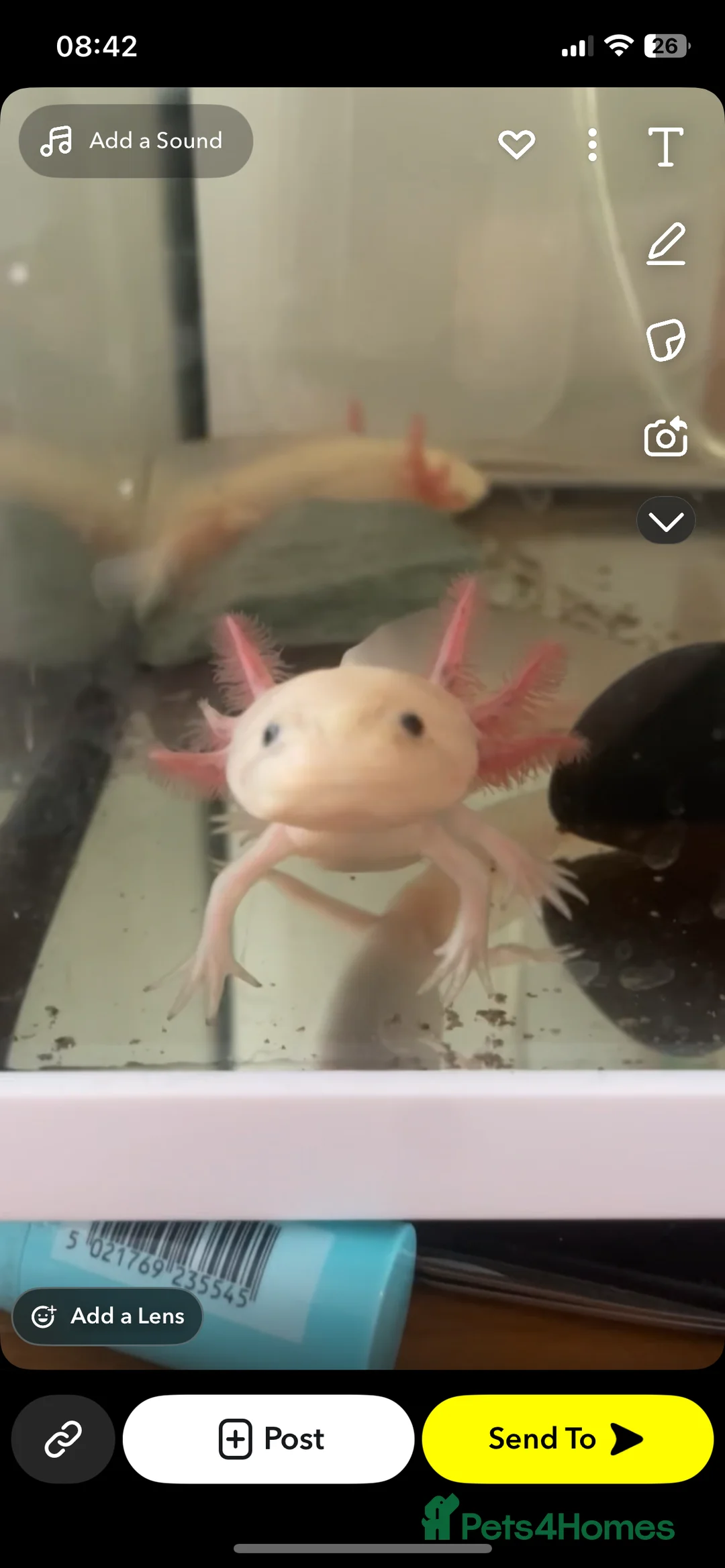 Other/Mixed Breed fish for sale: Axolotls for sale in Walsall - Advert 2