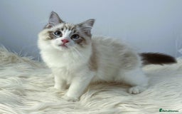 Ragdoll cats for sale: Playful Pedigree Ragdoll Kittens Available - Image 22