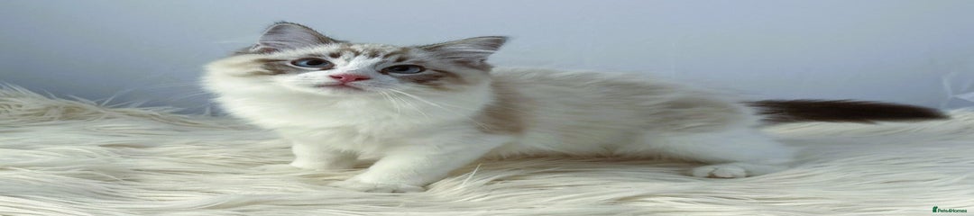 Ragdoll Kitten 1