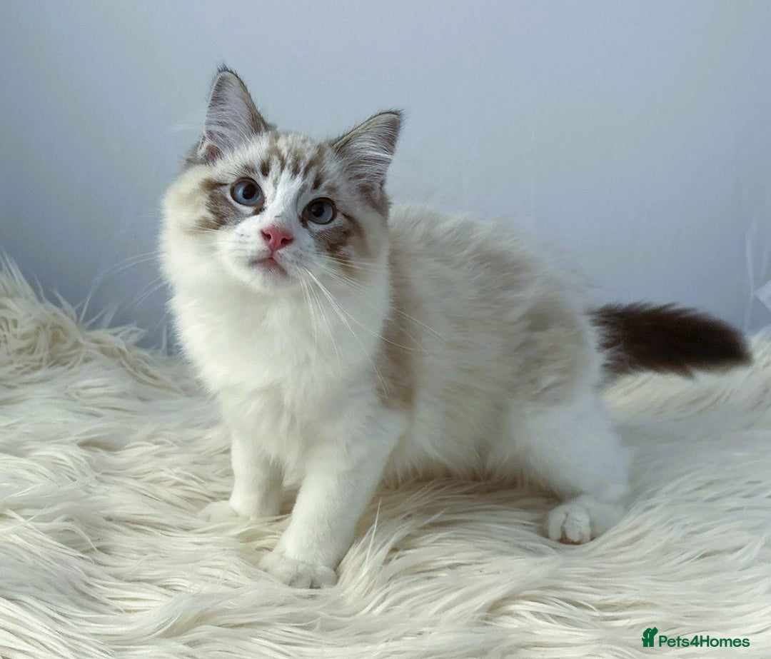 Ragdoll cats for sale: Playful Pedigree Ragdoll Kittens Available - Image 22