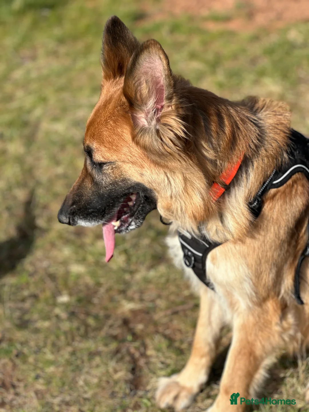 German Shepherd dogs for sale: 8yr old German Shepher Girl  - Advert 9