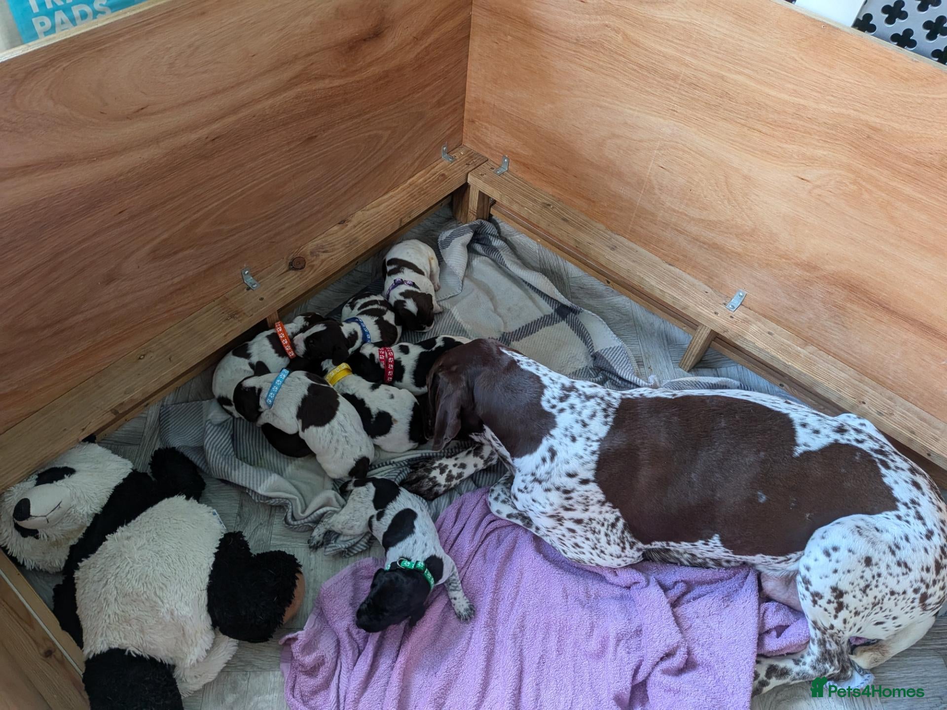 German Shorthaired Pointer dogs Stunning 3rd Generation Pups Available  - Advert 1