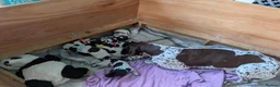 German Shorthaired Pointer dogs for sale: Stunning 3rd Generation Pups Available  - Advert 1