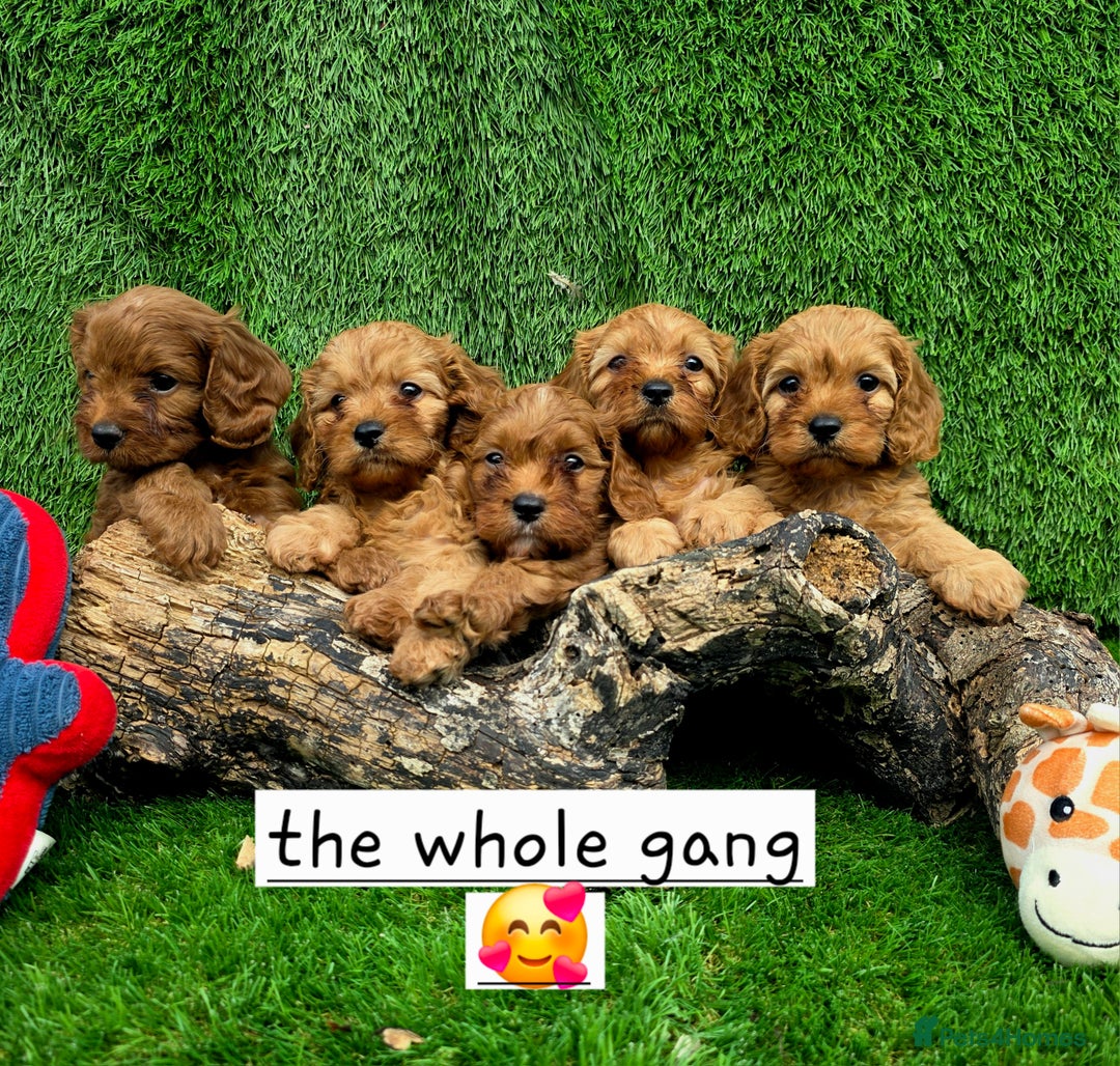 Cavapoo dogs for sale: TOY F1 RED CAVAPOOS extensivly dna clear. - Image 15