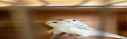 Budgerigars birds for sale: Beautiful baby budgies  in Bath - Advert 3
