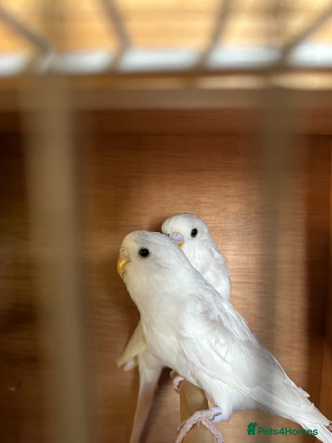 Budgerigars birds for sale: Beautiful baby budgies  in Bath - Advert 3