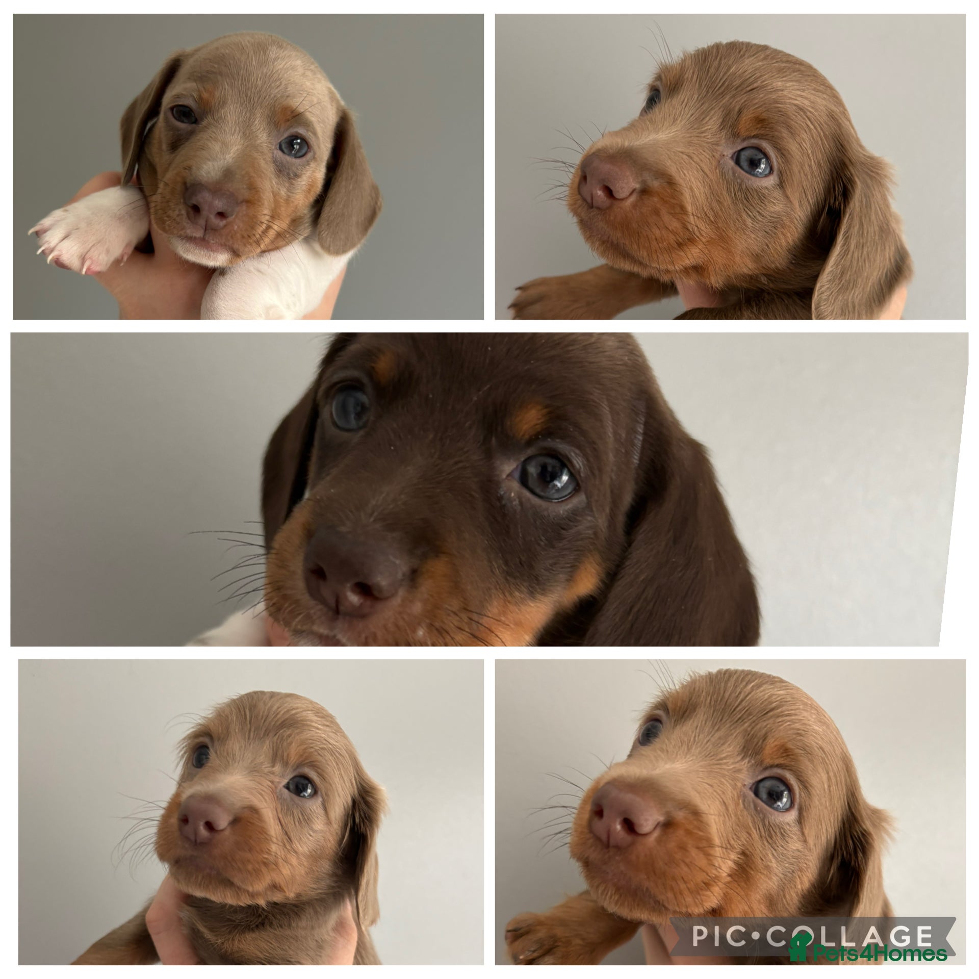 Miniature Dachshund dogs Miniature dachshund - Advert 7