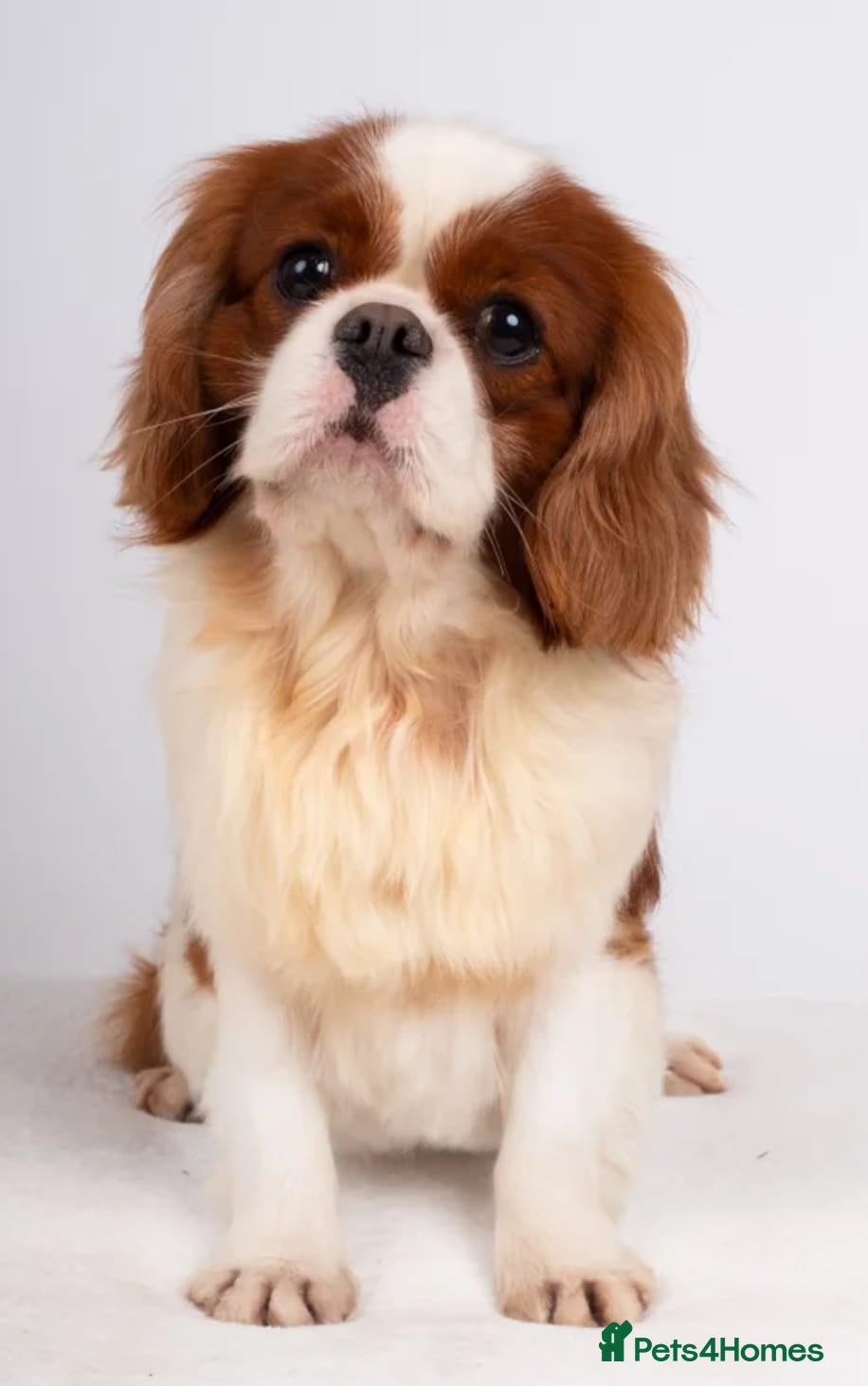 Cavalier King Charles Spaniel dogs for sale: Cavalier King Charles Stunning Puppies! in Aldershot - Advert 4