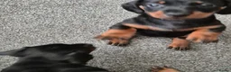 Dachshund dogs for sale: Beautiful Miniature Dachshunds  - Advert 4