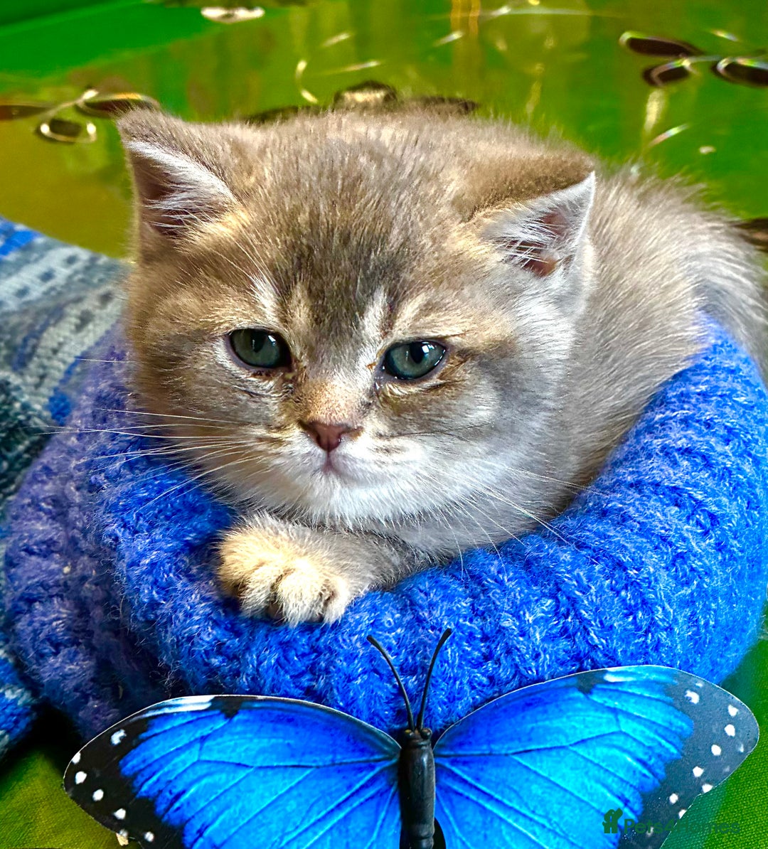 Scottish Fold cats for sale: 5 Scottish Fold Kittens for sale - Advert 4