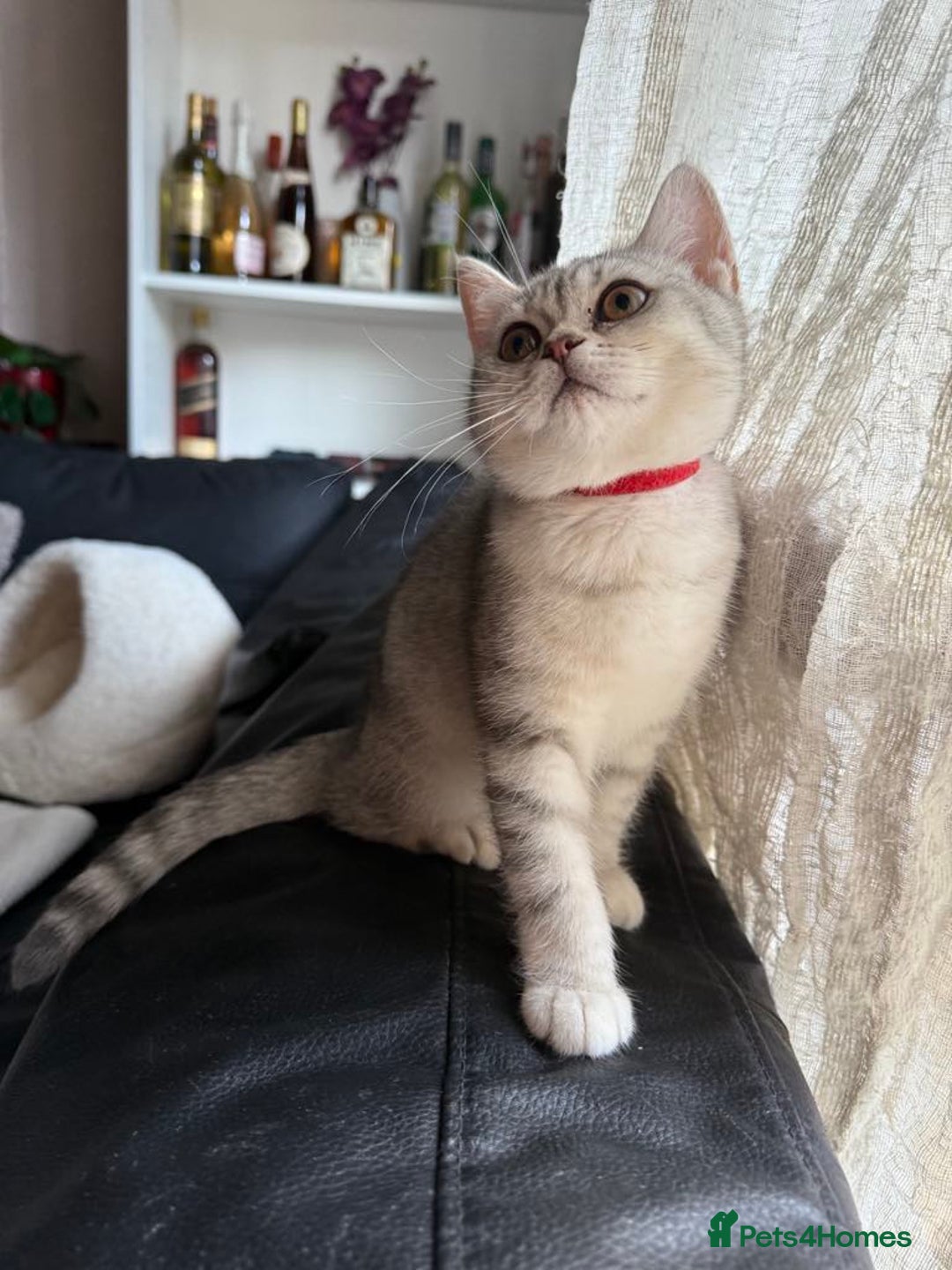British Shorthair cats for sale: Pure British shorthair kittens for sale  - Image 8