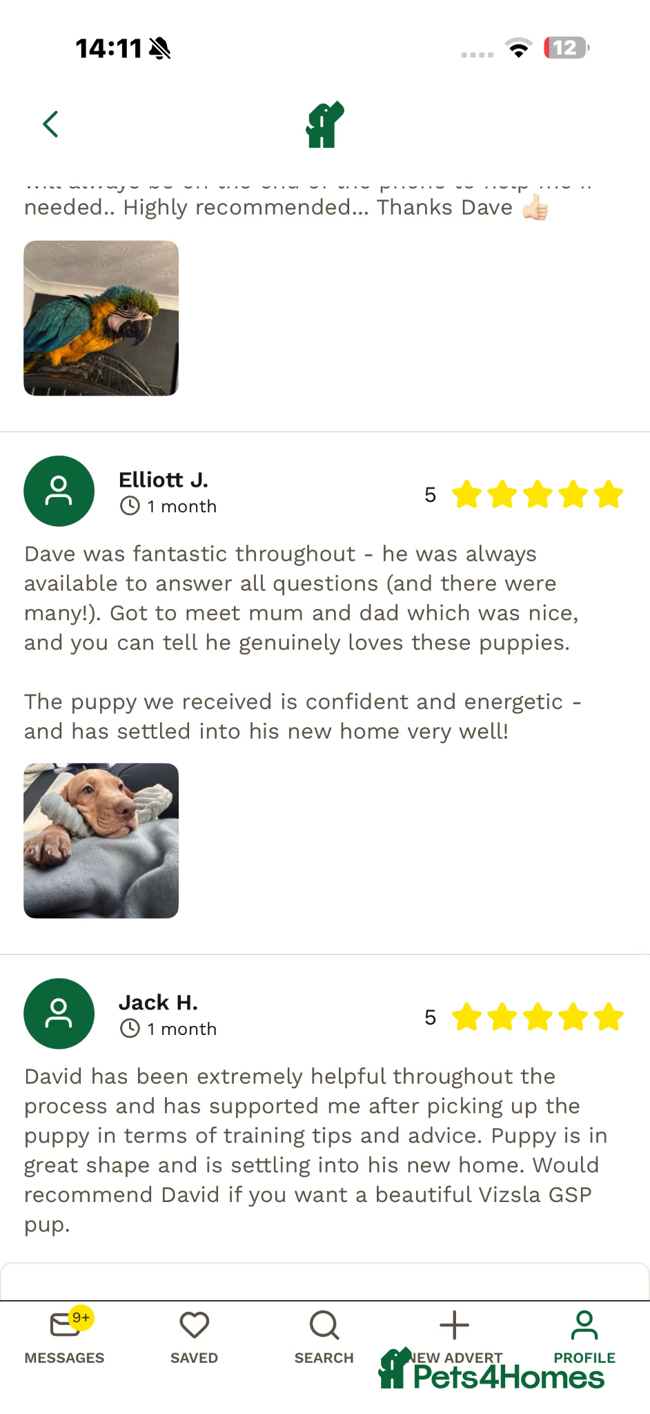 Mixed Breed dogs hungarian vizsla shorthair german pointer pups - Advert 2