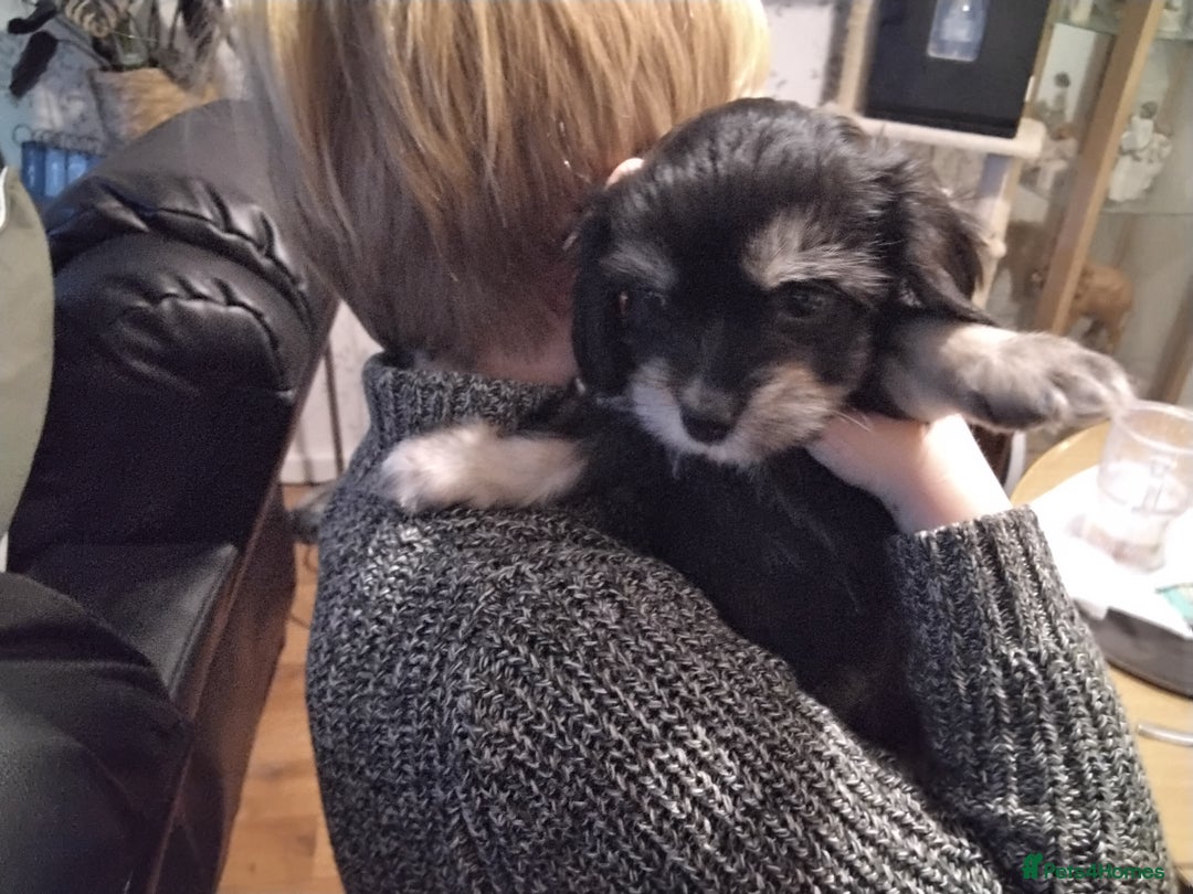 Mixed Breed dogs for sale: COCKAPOO/MORKIE - Advert 10