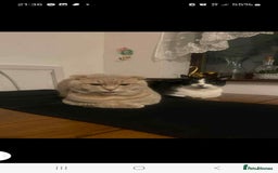 Mixed Breed cats for sale: Black little boy  - Image 2