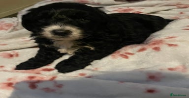 Cavapoo dogs - Advert 1