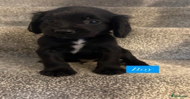 Sprocker dogs - Advert 3