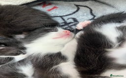 Mixed Breed cats for sale: 7 Beautiful black and white kittens  - Image 2