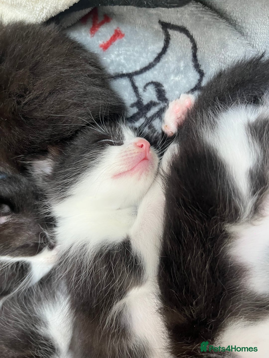 Mixed Breed cats for sale: 7 Beautiful black and white kittens  - Image 2