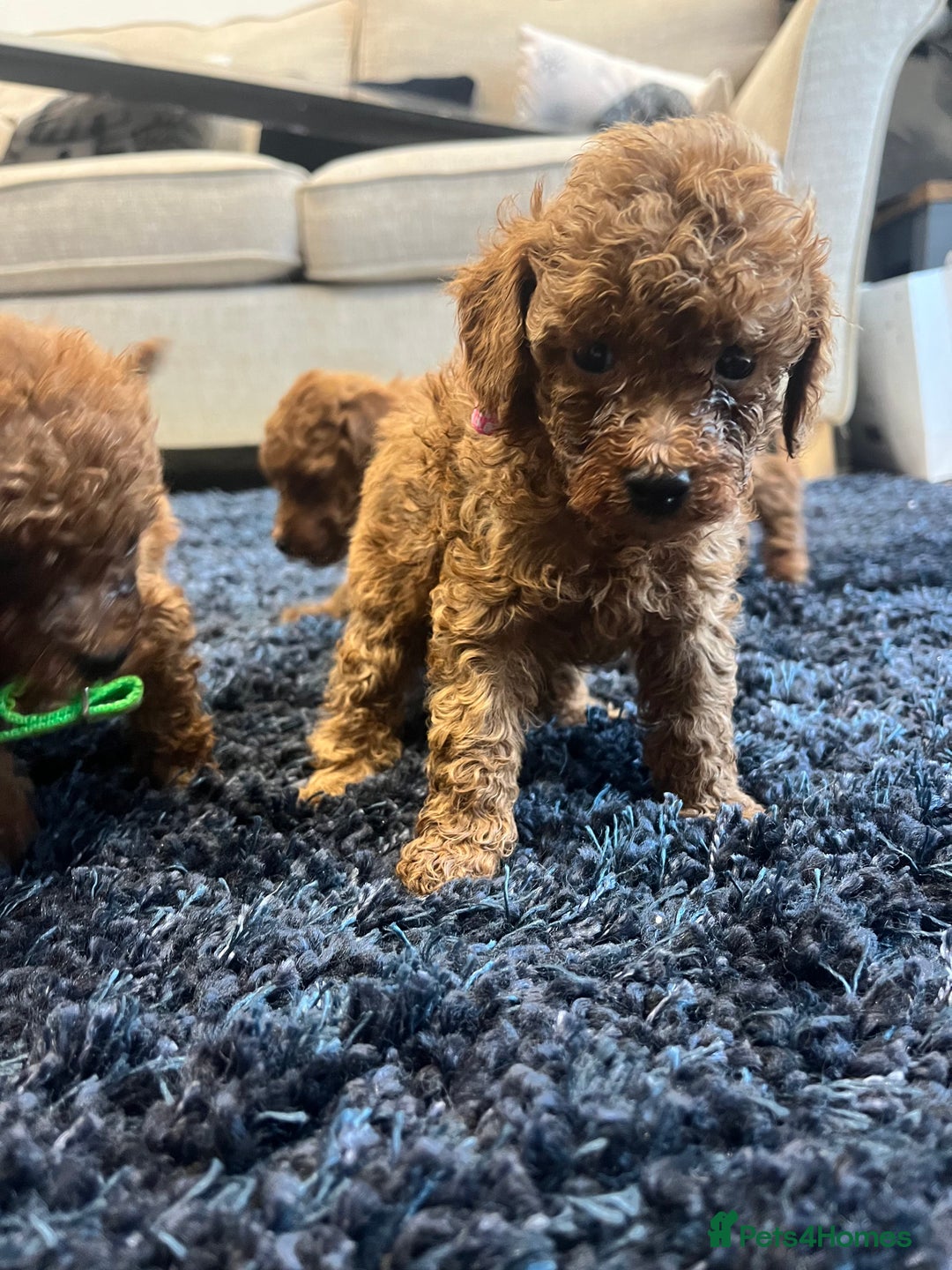 Miniature Poodle dogs for sale: FOX Red Miniature Poodles!!! 400 Health Tests!! - Advert 17