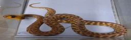 Python Snake reptiles for sale: Woma Python Female  - Advert 2