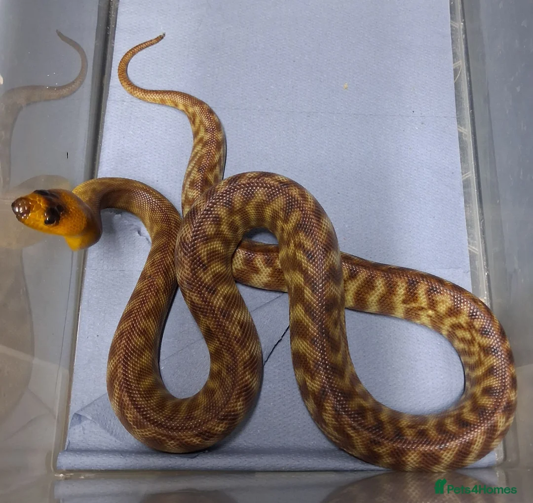 Python Snake reptiles for sale: Woma Python Female  - Advert 2