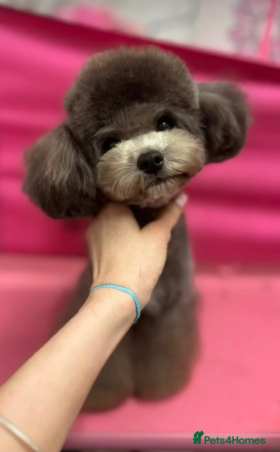 Toy Poodle dogs for stud: Silver health tested Asian poodle- 20 cm tall in Penrith - Advert 2