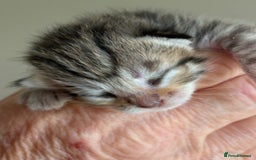 Bengal cats for sale: Bengal kittens  - Image 9