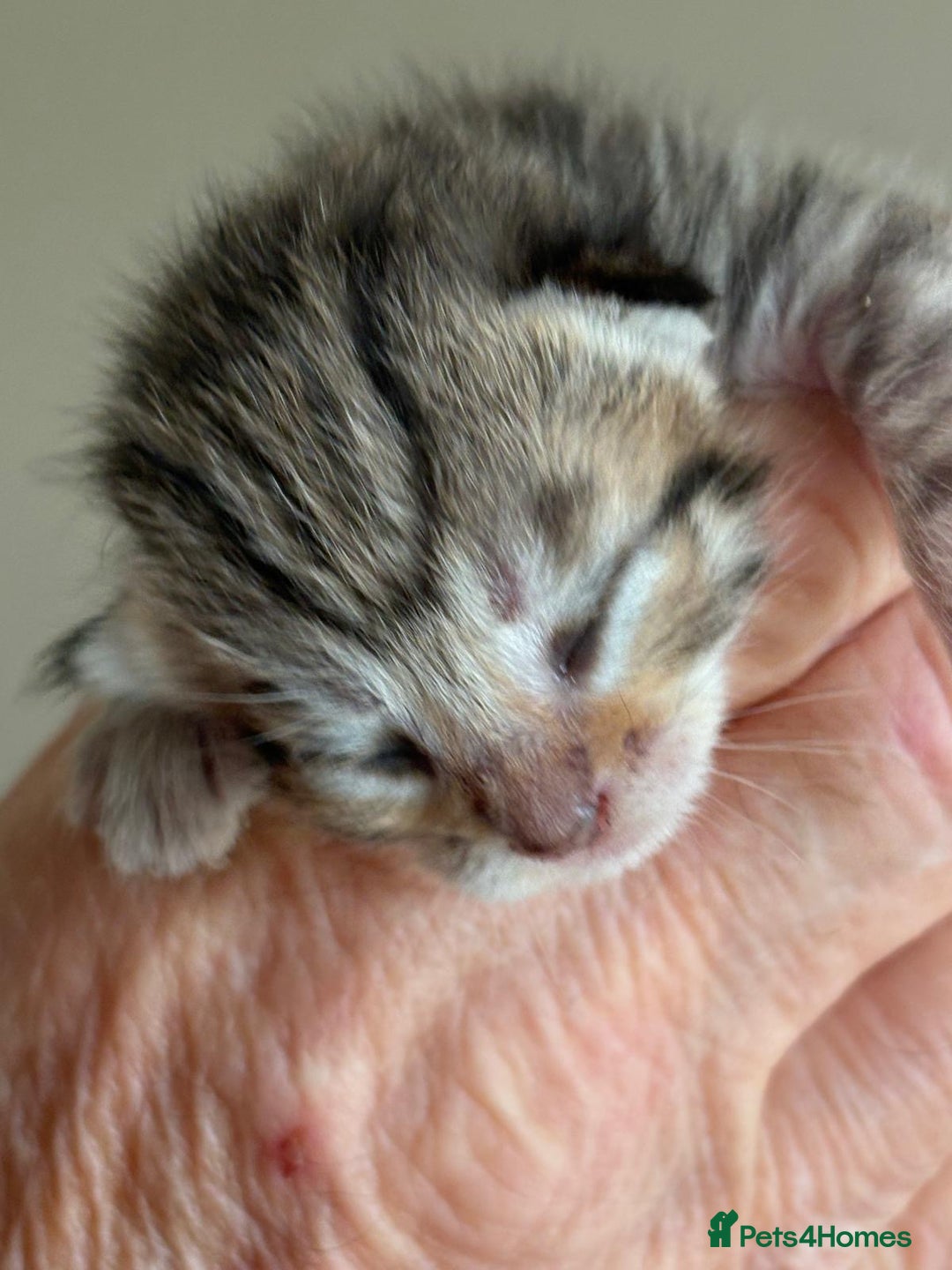 Bengal cats for sale: Bengal kittens  - Image 9